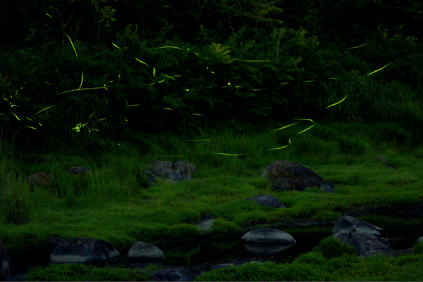 小さな池のほとりで無数のホタルが飛んでいて線のように光っている写真