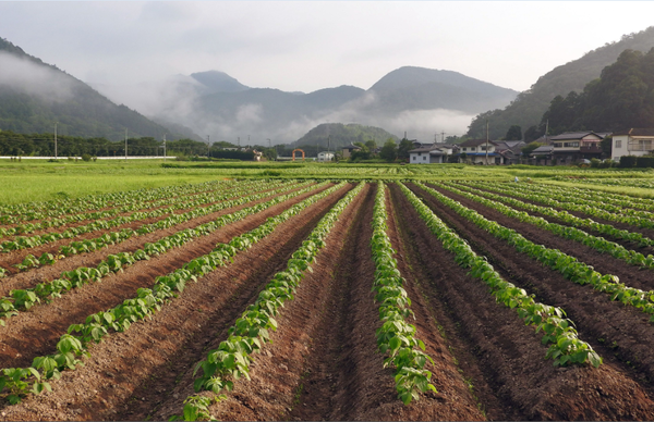 黒豆の苗が縦に10列以上まっすぐに植えられている写真