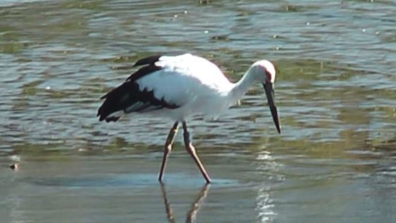 水辺にコウノトリが歩いている写真