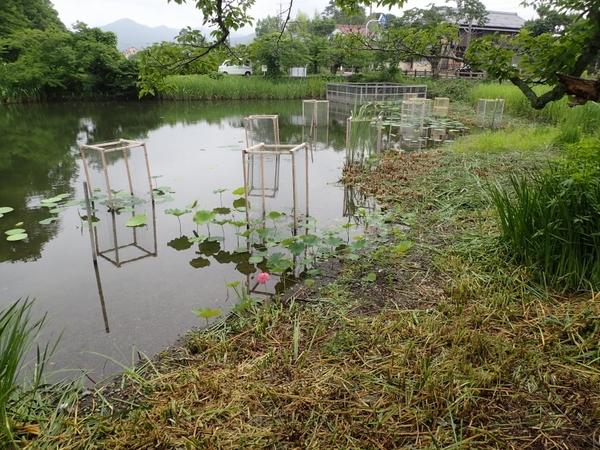 南堀にハスの花が一凛咲いている写真