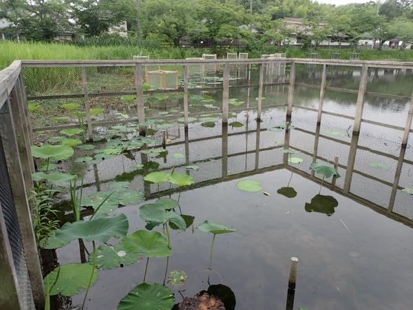 囲われた柵の中の複数のハスの葉が咲いている写真