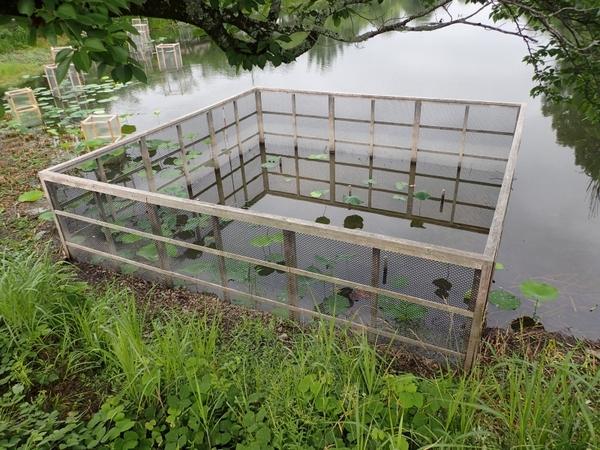 中堀に四角の枠があり、ハスの葉が所々に咲いている写真