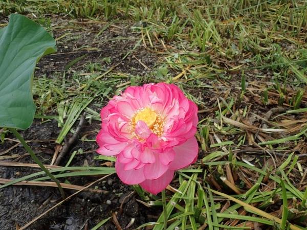 鮮やかなピンク色のハスの花のアップ写真