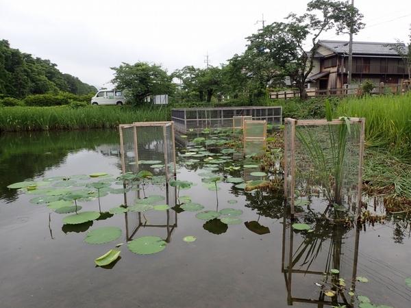 南堀にハスの葉が浮かんでいる写真
