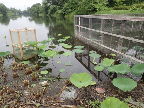 南堀の中に大きな柵と小さな柵の間にハスの葉がある写真