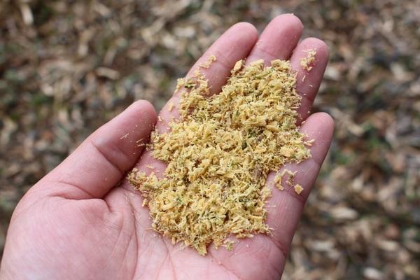 手の平に粉砕した竹がのっている写真
