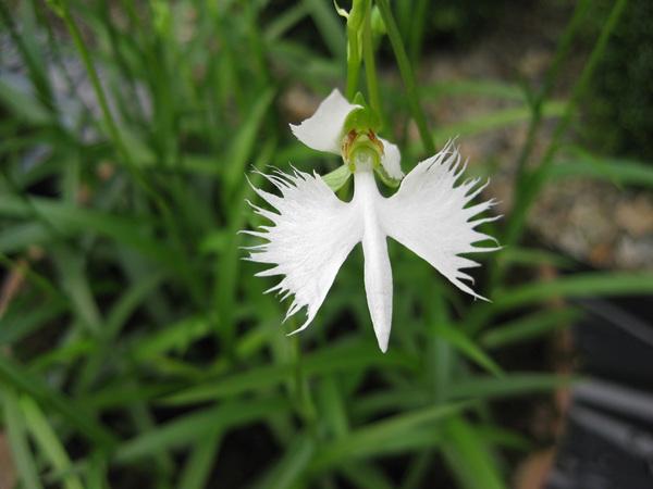 純白な花色と細かな切れ込みの入ったサギソウの花の写真