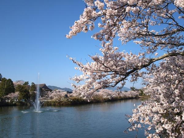 青空の下、湖の噴水をバックに桜満開の写真