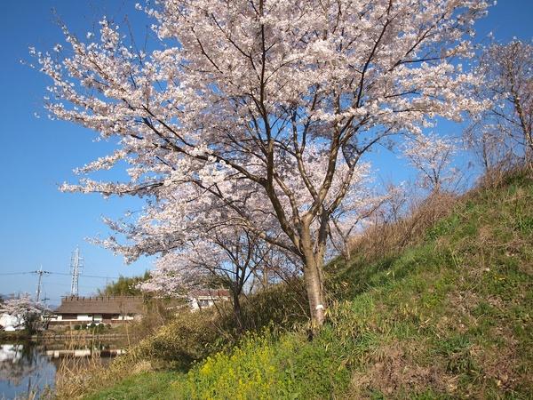 青空の下、川沿いに咲いている桜並木と菜の花の写真