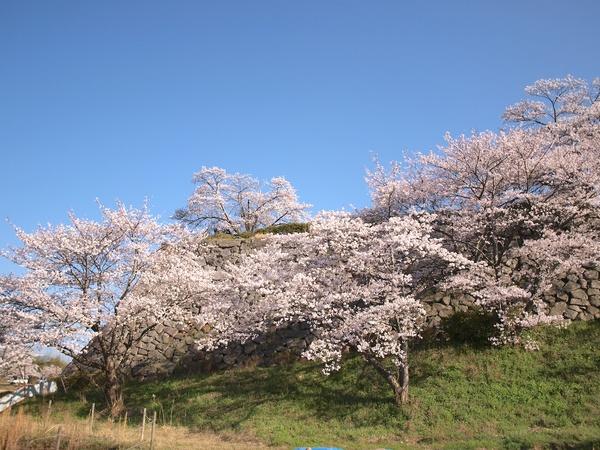 青空の下、篠山城壁をピンク色に染めている桜満開の写真
