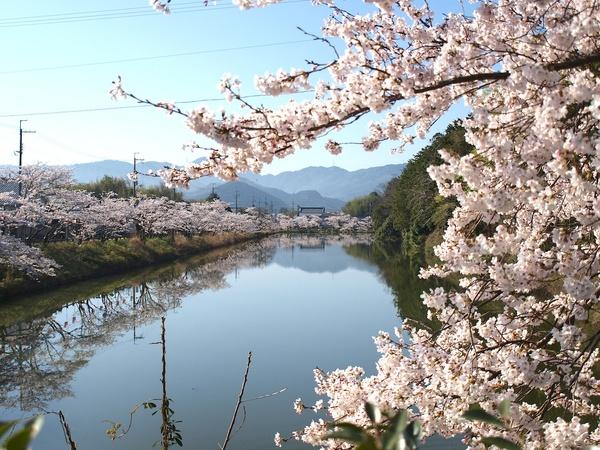 遠近法で撮影された川沿いの桜並木の写真