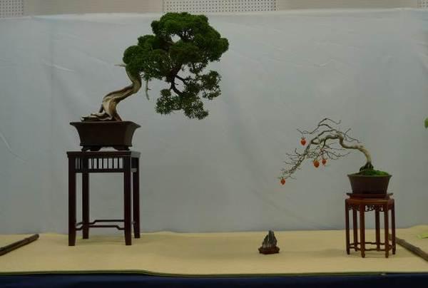足の高い台の上に幹が曲がりくねった松の盆栽が置かれており、右かわには、白い幹に赤い実のなっている盆栽が置かれている「山懐（真柏・ロウヤ柿）」という作品名の写真
