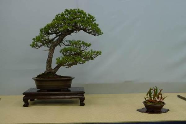 鉢植えの盆栽が台の上置かれており、幹の根本が二股に分かれて緑の葉をつけている松と右側に小さい鉢植えの盆栽が置かれている「五葉松」という題名の盆栽の作品