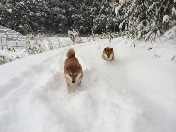 大雪が降り積もっている中、2匹の茶色の柴犬の足が雪の中に埋まっている様子の写真