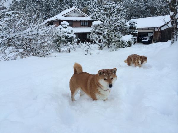 家や木々、庭にも雪が降り積もっており、2匹の茶色の芝犬の前足が雪の中に埋まっており、頭にも雪がちらちらと積もっている様子の写真