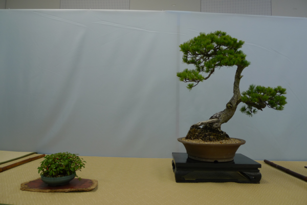 【盆栽】市展賞 小山辰彦『五葉松』の作品で枝が右のほうにのび、その先が右、左でYの字のようにわかれその先が手入れされた緑の葉がついている写真