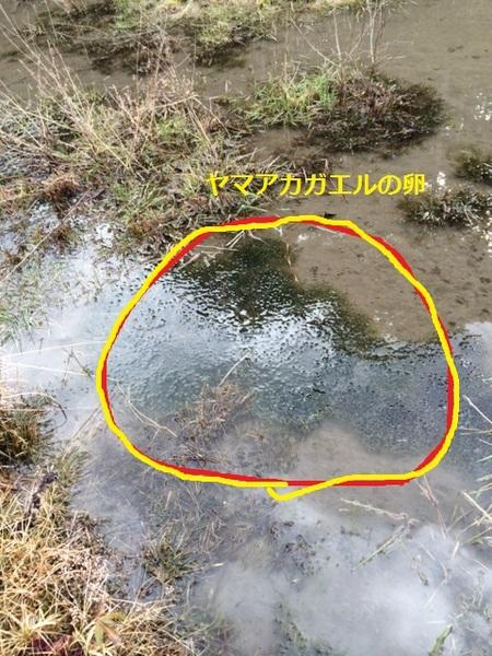 水の中にヤマアカガエルの卵があり、その写真に黄色と赤で印がされている写真