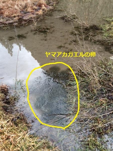 水が溜まった田んぼの中にヤマアカガエルの卵の写真に黄色く印がされている写真