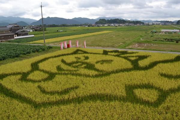 田んぼに特産品の黒枝豆を使ってマスコット「まるいの」が描かれている様子を上から写した写真