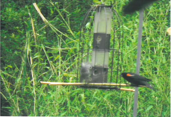 庭の外灯に鳥が遊びに来ている写真