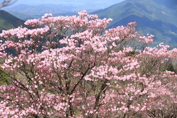 ピンクの花が満開の篠山アケボノツツジの写真