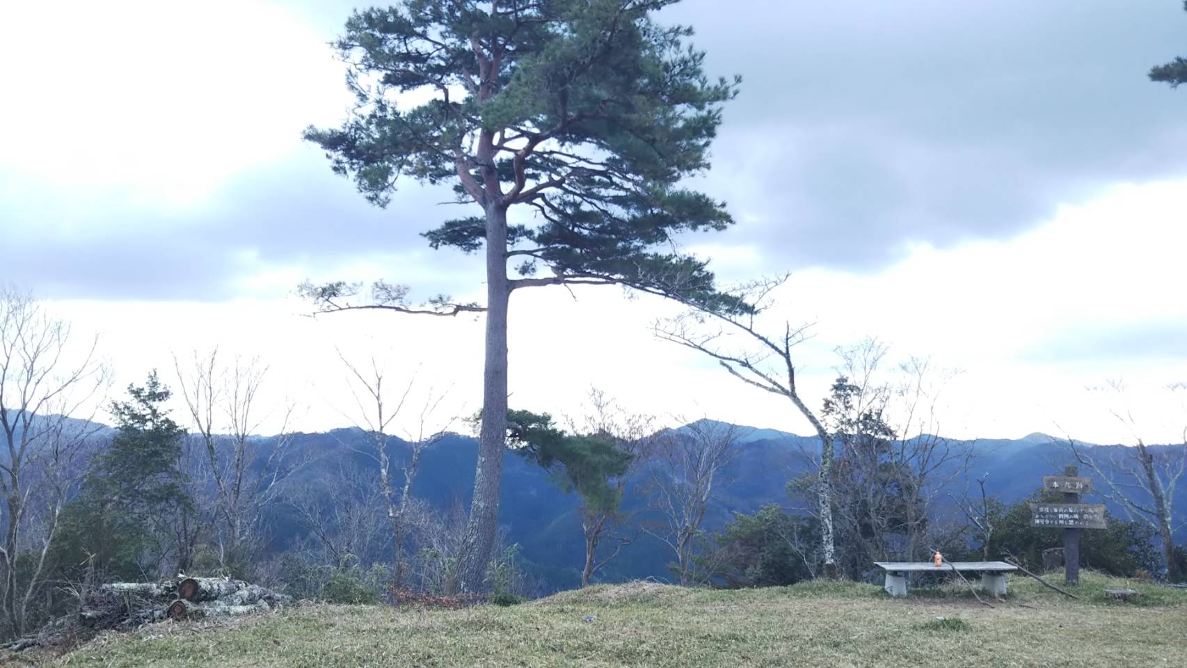 八上城跡にある一本の松の木