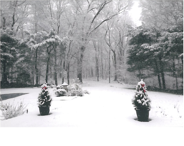 安藤さん宅の裏庭から見た雪景色の写真