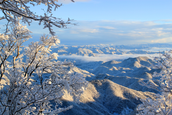 篠山の山頂や周りの木に雪が降り積もっている写真