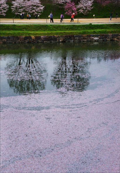 公園の手前に川が流れていて、水面に沢山の桜の花びらが浮いている写真