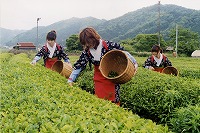 茶葉を積む人たちが映った写真
