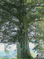 大きな大樹の写真