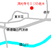 モミジの老木の地図