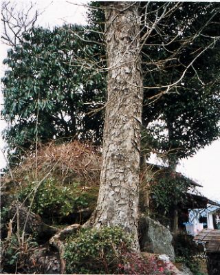 川原のトチノキの写真