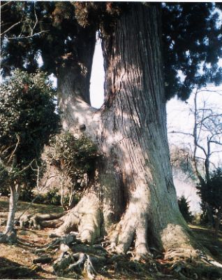 安田の大杉の写真