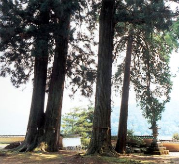 熊野さんの大スギの写真