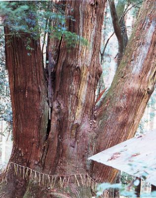 辻の四本杉の写真