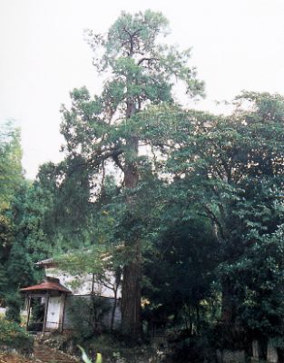 畑市のねずの写真