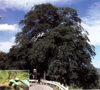 河原町のムクノキの写真