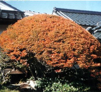 丸山亭のドウダンツツジの写真