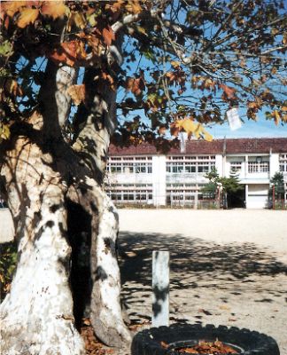 篠山小学校のプラタナスの写真