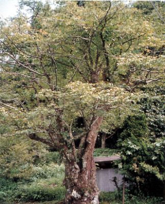 丸山のコンコンの木の写真