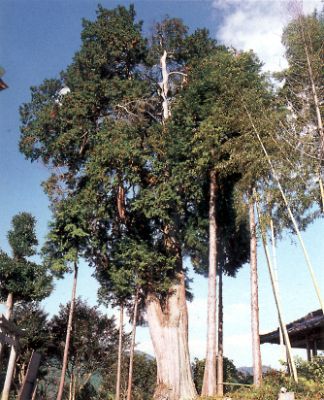 諏訪さんのヒノキの写真