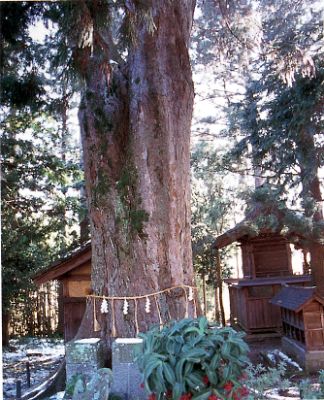 犬飼のムクノキの写真