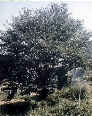 不来坂のななしの木の写真