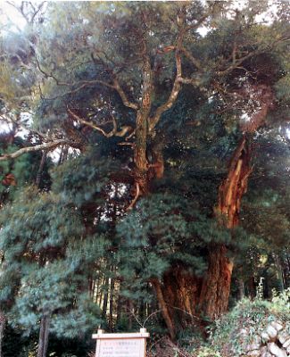 和田寺のシイの写真