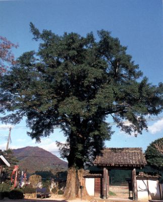 西方寺のカヤの写真