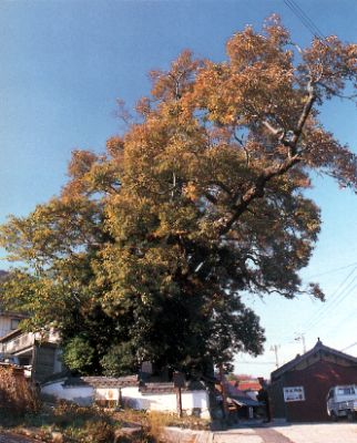 上立杭の大アベマキの写真