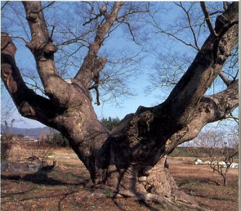 寸原のケヤキの写真