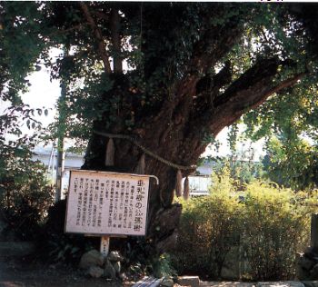 垂乳根の公孫樹の写真