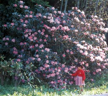 打坂のシャクナゲの写真